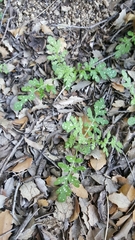 Eucrypta chrysanthemifolia bipinnatifida