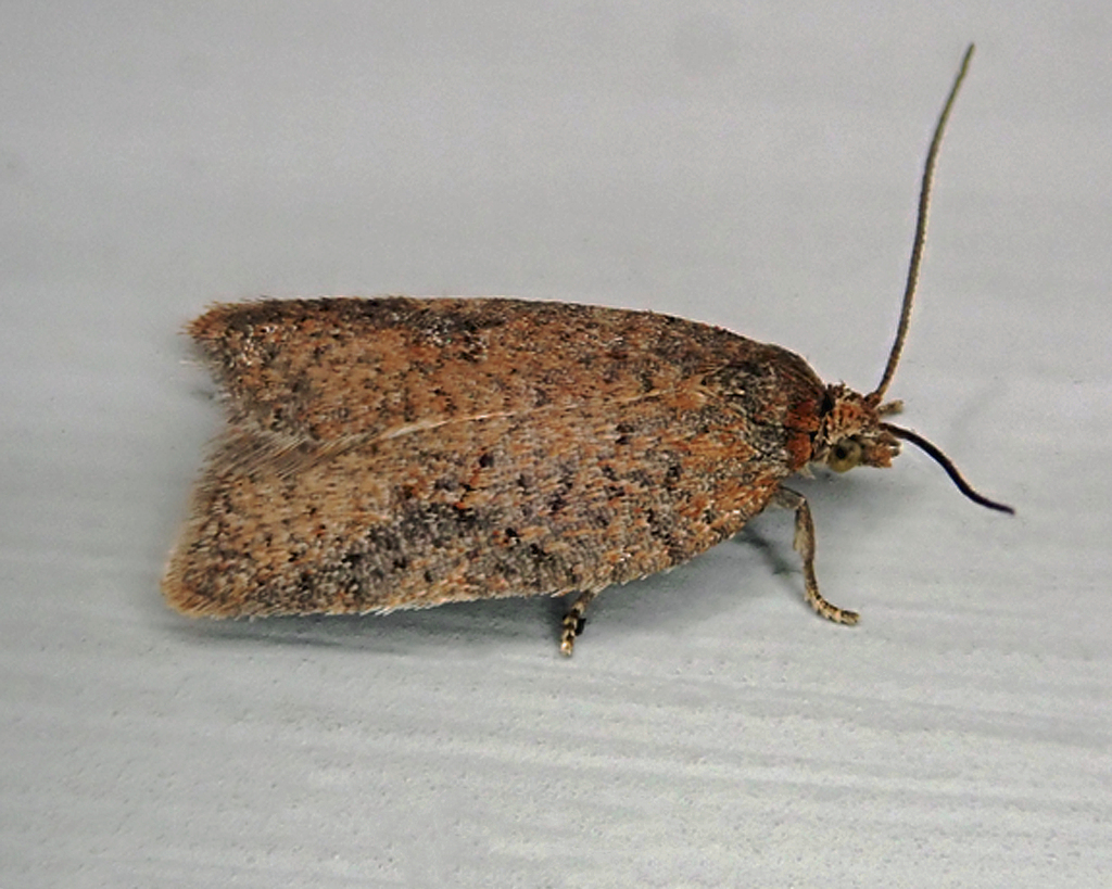 Half-ringed Acleris Moth from Salem, NH 03079, USA on November 28, 2023 ...