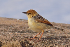 Winding Cisticola photo 2