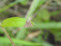 Choreutis orthogona