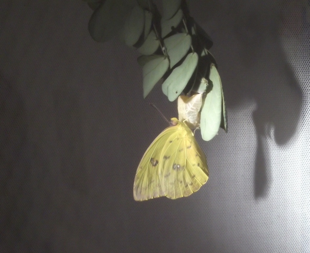 Orangebarred Sulphur from Suburban Heights, Gainesville, FL, USA on