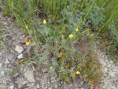 Eschscholzia ramosa