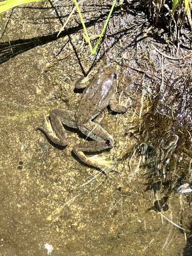 iNaturalist observation photo of Sierra Nevada Yellow-legged Frog