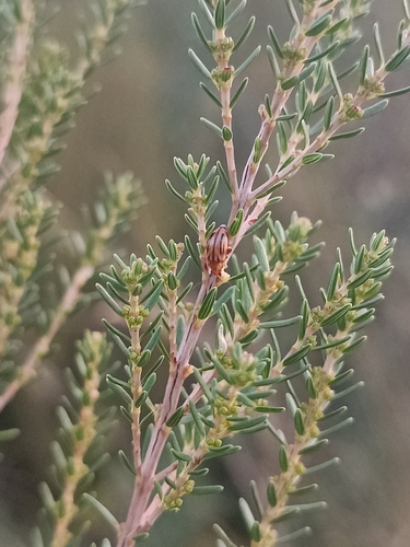 Arrhenocoela lineata