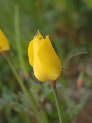 Eschscholzia ramosa