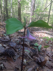 Trillium catesbaei