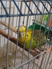 Aves