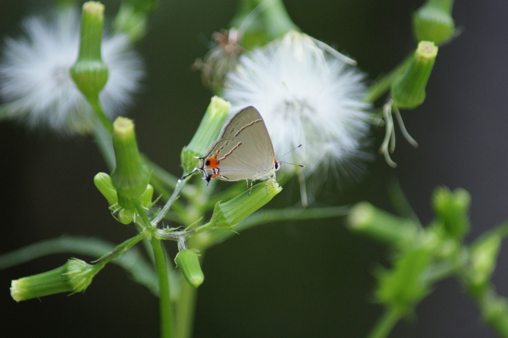 Gray Hairstreak from Suburban Heights, Gainesville, FL, USA on August