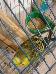 Aves