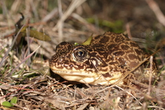 Lithobates areolatus circulosus