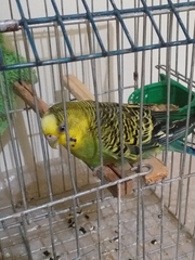 Aves