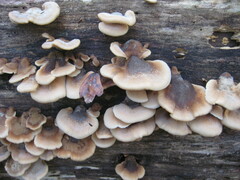 Lentinellus ursinus image