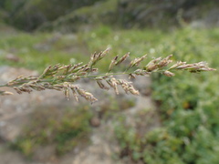 Poa secunda secunda