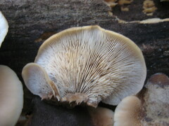 Lentinellus ursinus image