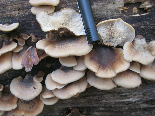 Lentinellus ursinus image