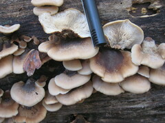 Lentinellus ursinus image