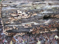 Lentinellus ursinus image