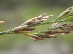 Poa secunda secunda