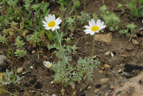 Shining White Chamomile (Anthemis candidissima)