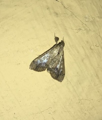 Evergestis rimosalis