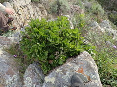 Munzothamnus blairii