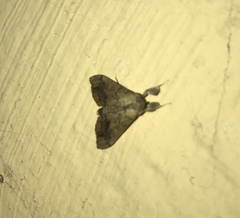 Evergestis rimosalis