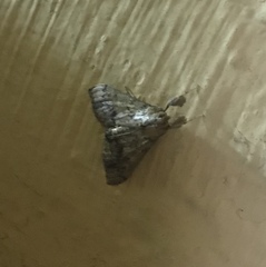 Evergestis rimosalis