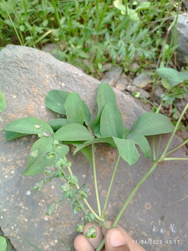 Gymnospermium darwasicum