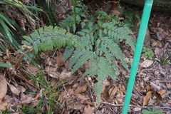 Arachniodes nipponica