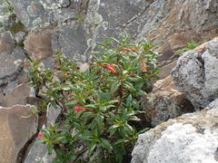 Diplacus parviflorus