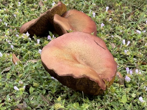 Butyriboletus floridanus image