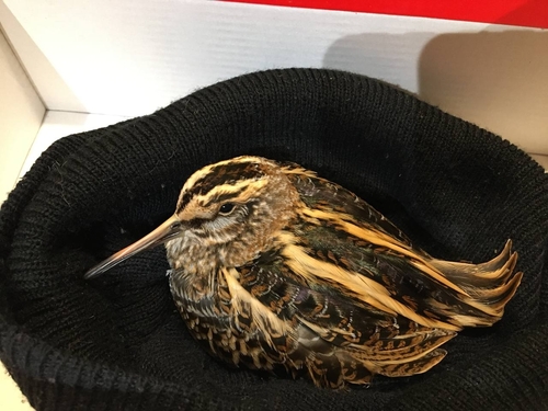 Jack Snipe