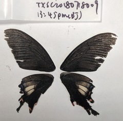 Papilio syfanius