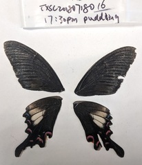 Papilio syfanius