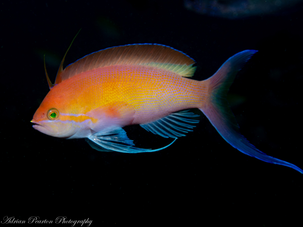 Threadfin anthias (Nemanthias carberryi) — Serranidae