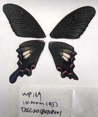 Papilio syfanius