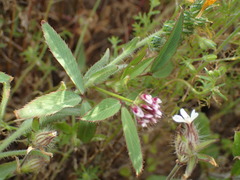 Trifolium palmeri