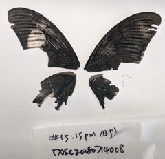 Papilio syfanius