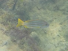 Lutjanus carponotatus