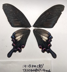 Papilio syfanius