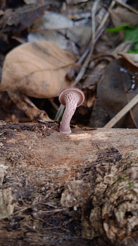 Neofavolus subpurpurascens · November 2023 · photo: © deniszabin (iNaturalist, cc-by)