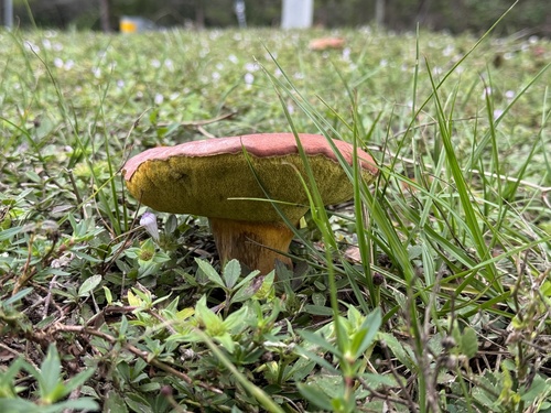 Butyriboletus floridanus image