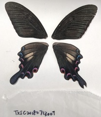 Papilio syfanius