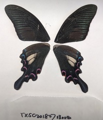 Papilio syfanius