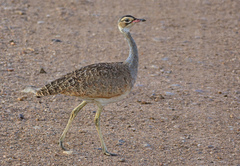 White-Bellied Bustard photo 2