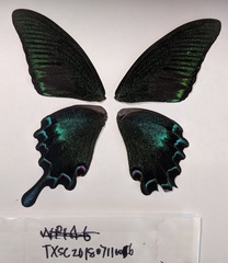 Papilio maackii