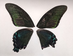Papilio maackii