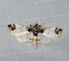 Analyta apicalis