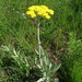 Helichrysum pallidum - Photo 由 Marinda 所上傳的 (c) Marinda，保留部份權利CC BY-NC