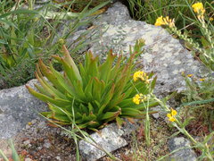 Dudleya virens virens